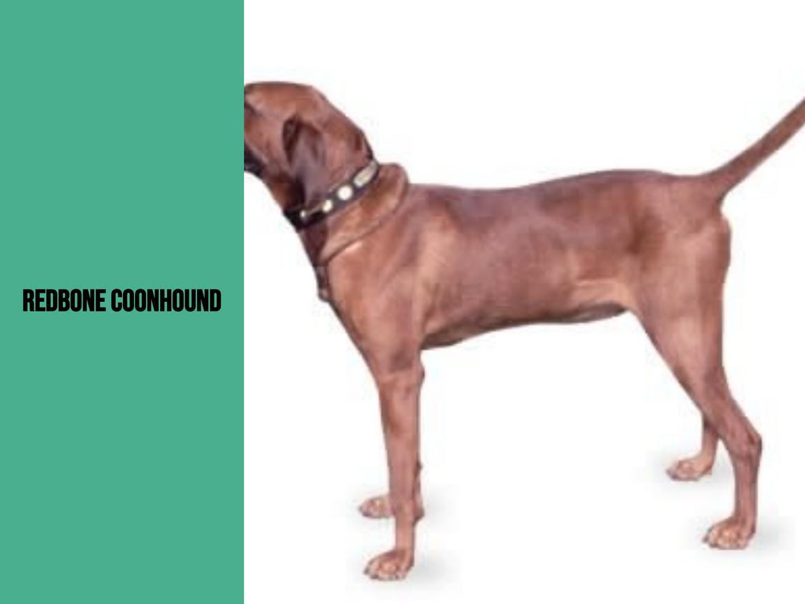 Ist ein Redbone Coonhound geeignet für Wohnungen?