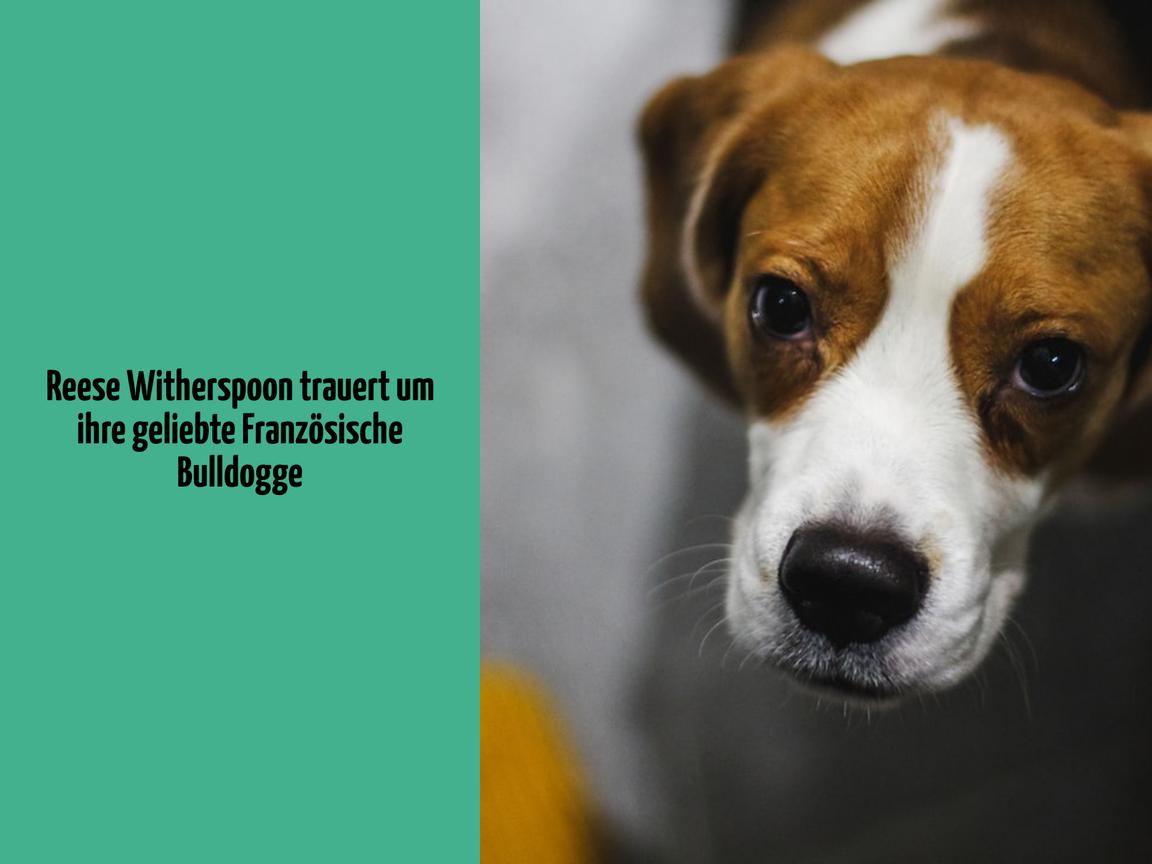 Reese Witherspoon trauert um ihre geliebte Französische Bulldogge