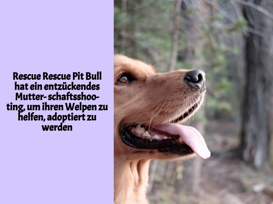 Rescue Rescue Pit Bull hat ein entzückendes Mutterschaftsshooting, um ihren Welpen zu helfen, adoptiert zu werden