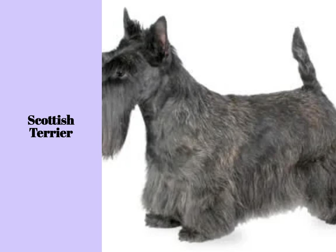 Ist ein Scottish Terrier geeignet für Wohnungen?