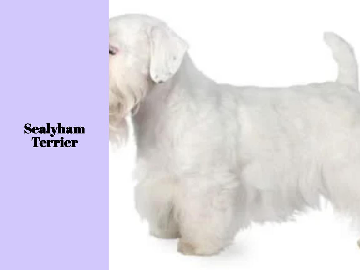 Ist ein Sealyham Terrier geeignet für Wohnungen?
