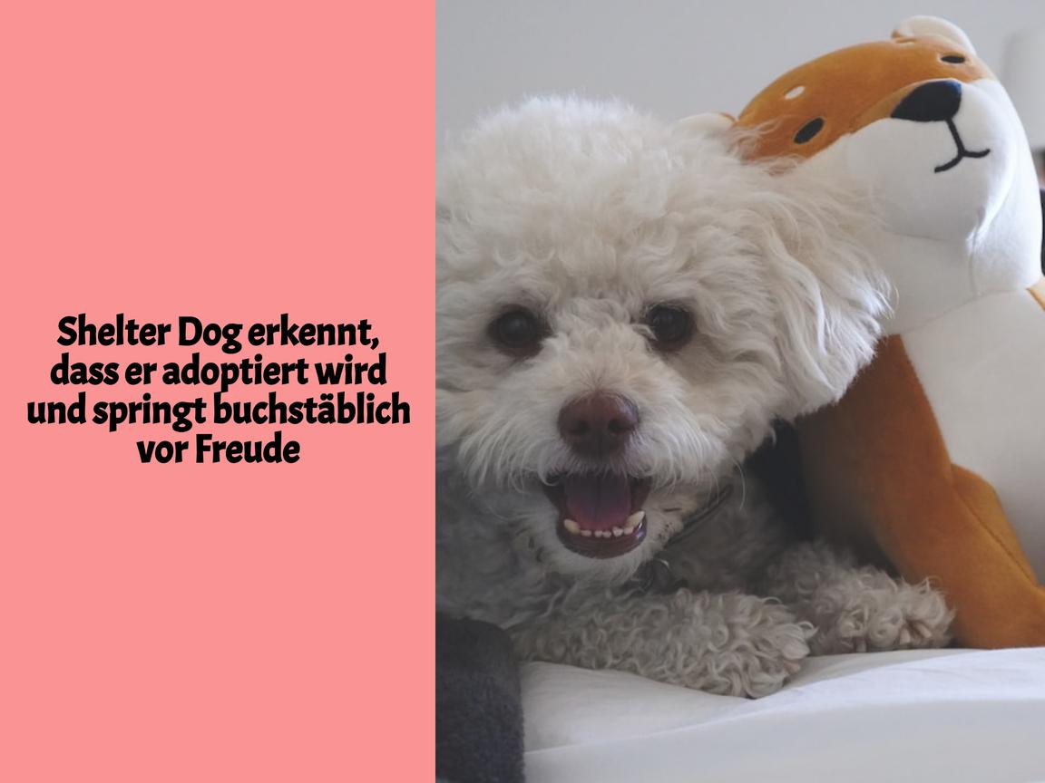 Shelter Dog erkennt, dass er adoptiert wird und springt buchstäblich vor Freude