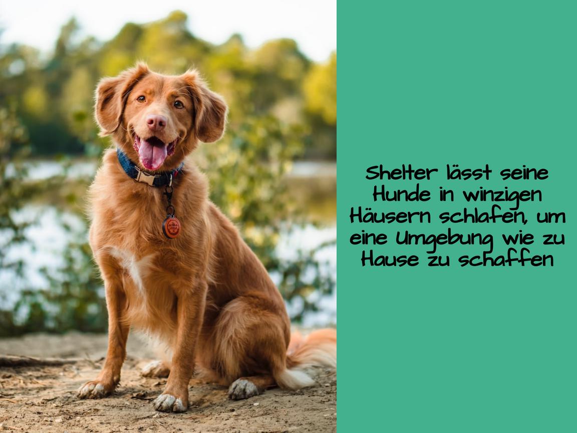 Shelter lässt seine Hunde in winzigen Häusern schlafen, um eine Umgebung wie zu Hause zu schaffen