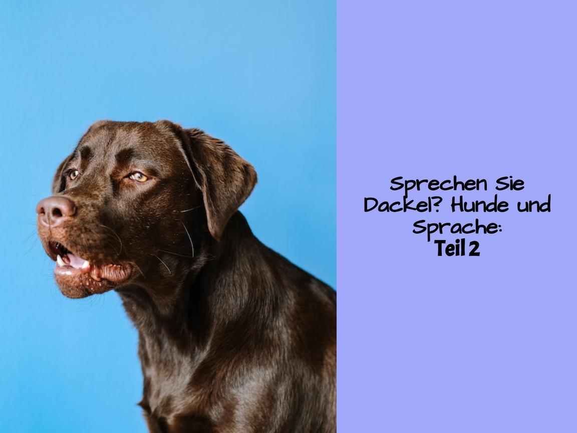 Sprechen Sie Dackel? Hunde und Sprache: Teil 2
