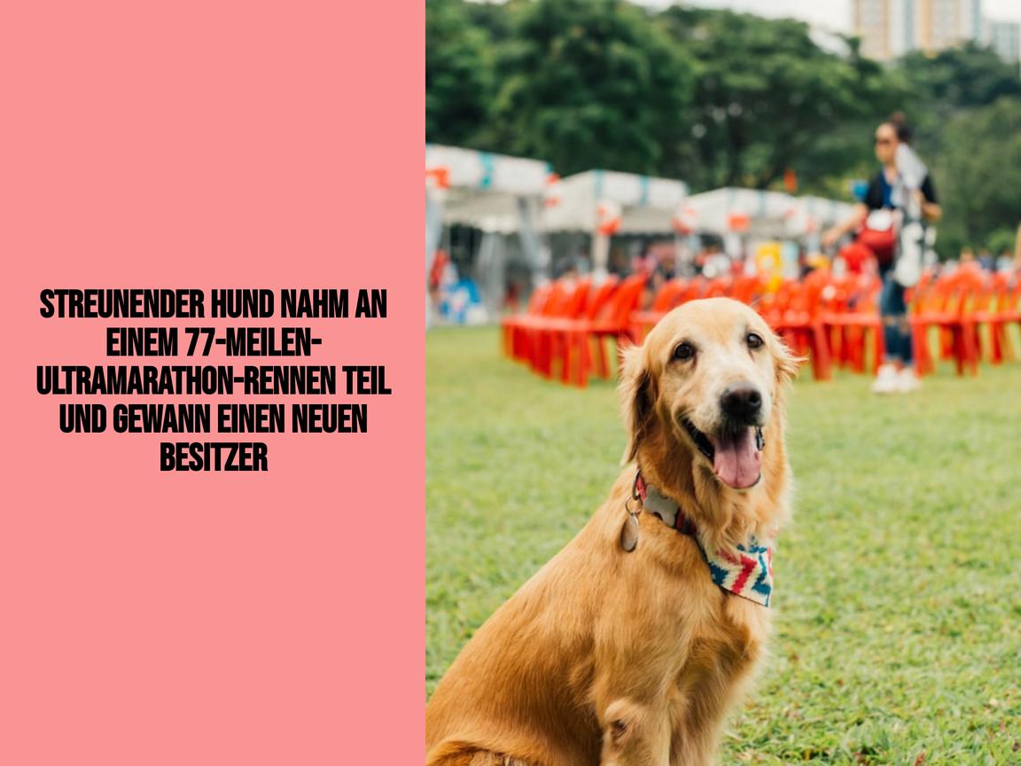 Streunender Hund nahm an einem 77-Meilen-Ultramarathon-Rennen teil und gewann einen neuen Besitzer