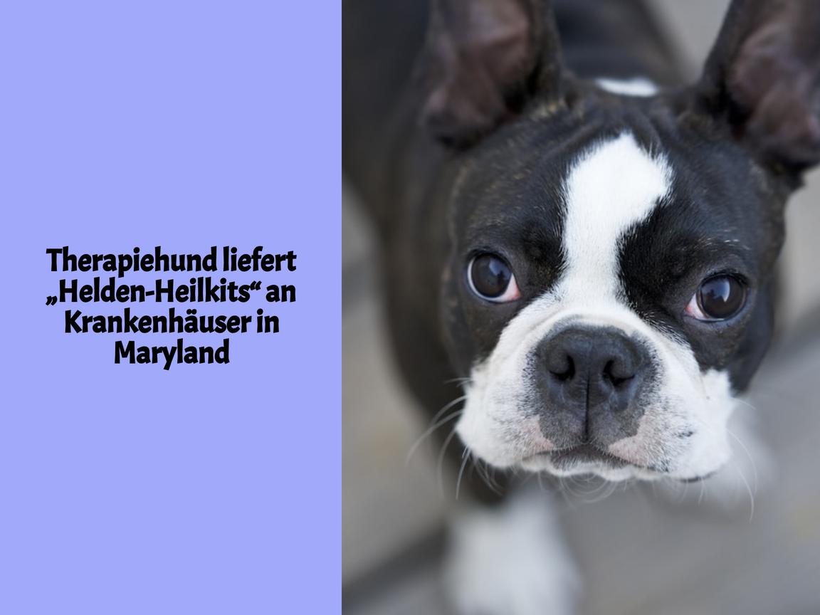 Therapiehund liefert „Helden-Heilkits“ an Krankenhäuser in Maryland