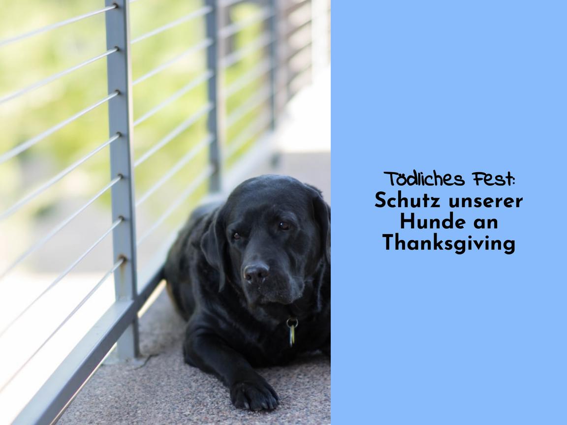 Tödliches Fest: Schutz unserer Hunde an Thanksgiving
