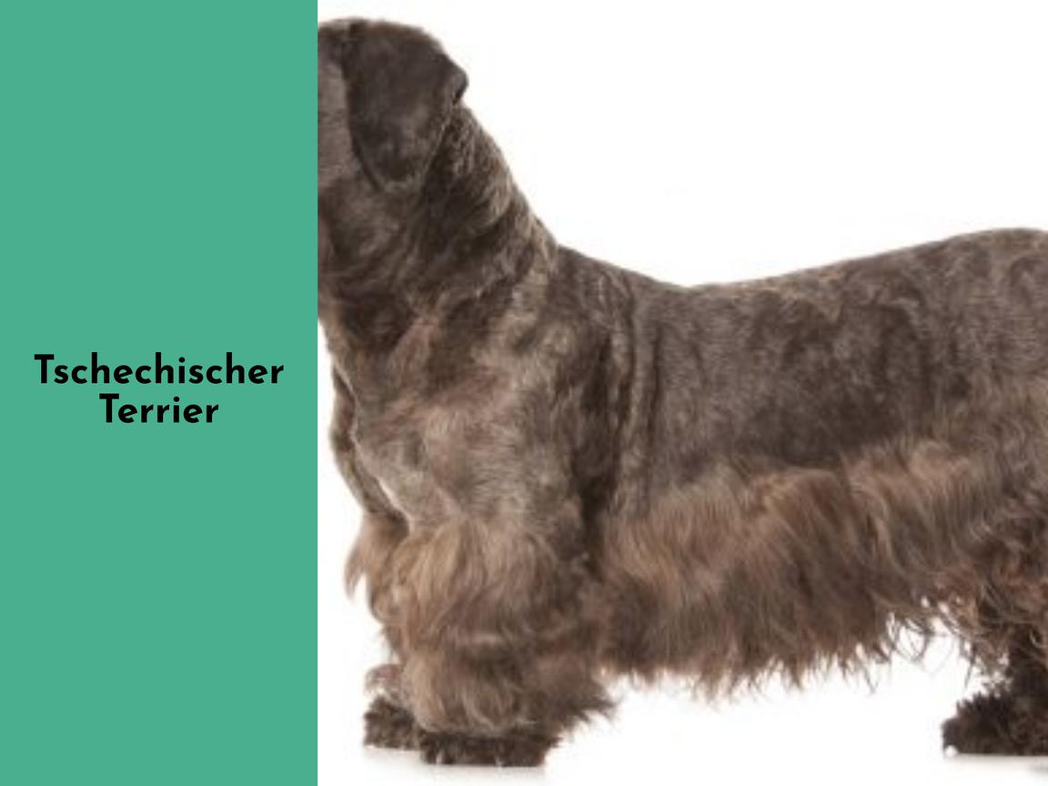Tschechischer Terrier