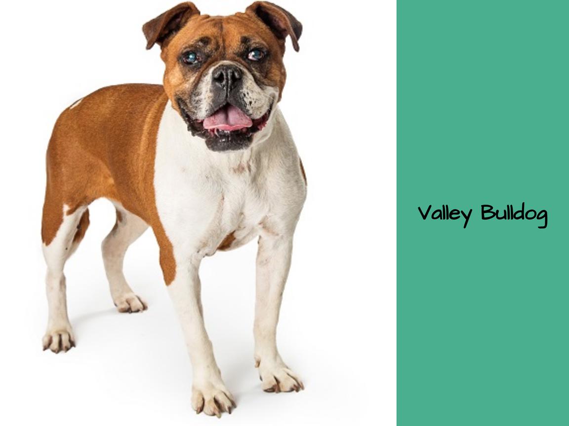 Ist ein Valley Bulldog geeignet für Wohnungen?