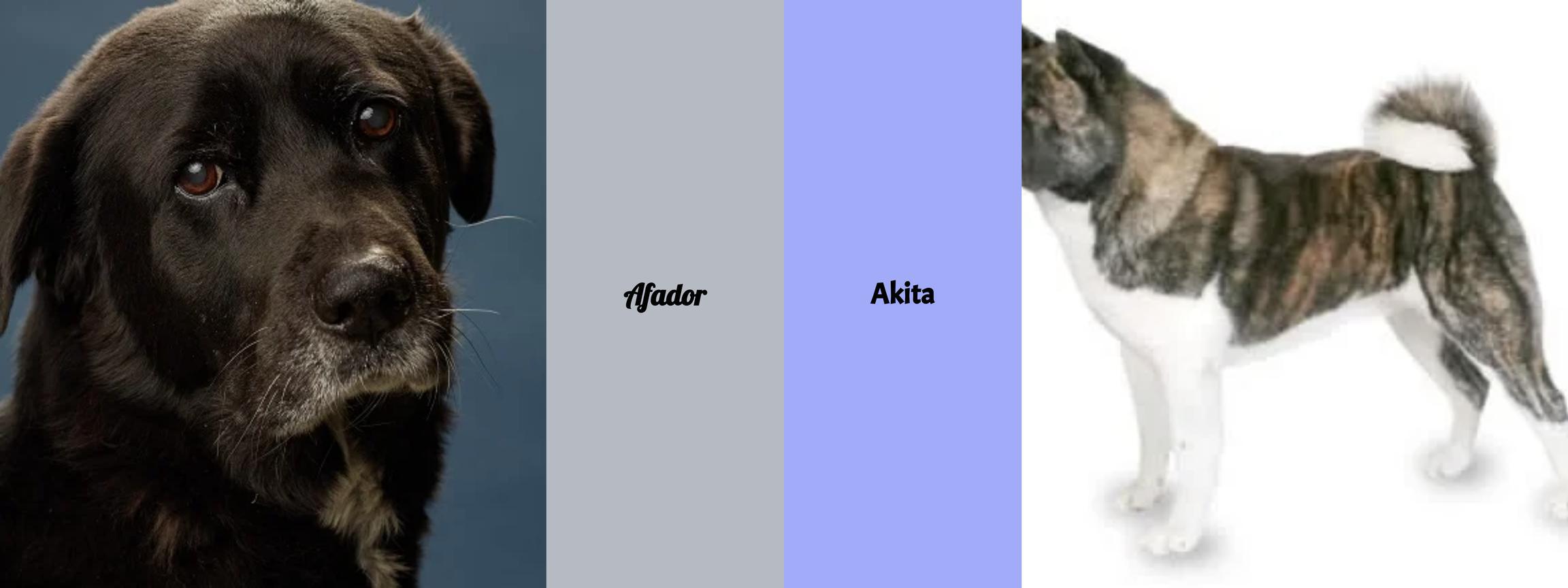 Afador vs. Akita - Der ultimative Vergleich