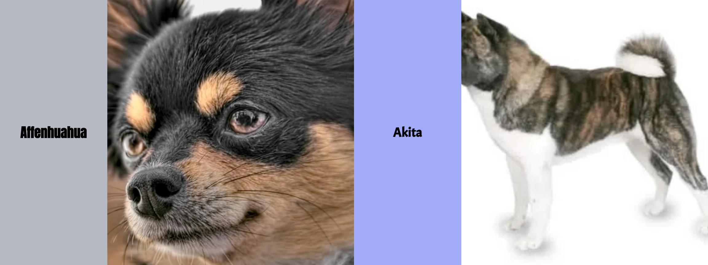 Affenhuahua vs. Akita - Der ultimative Vergleich