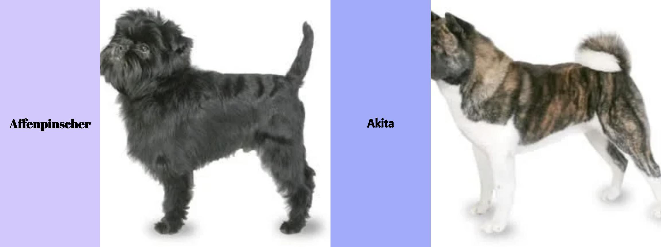 Affenpinscher vs. Akita - Der ultimative Vergleich