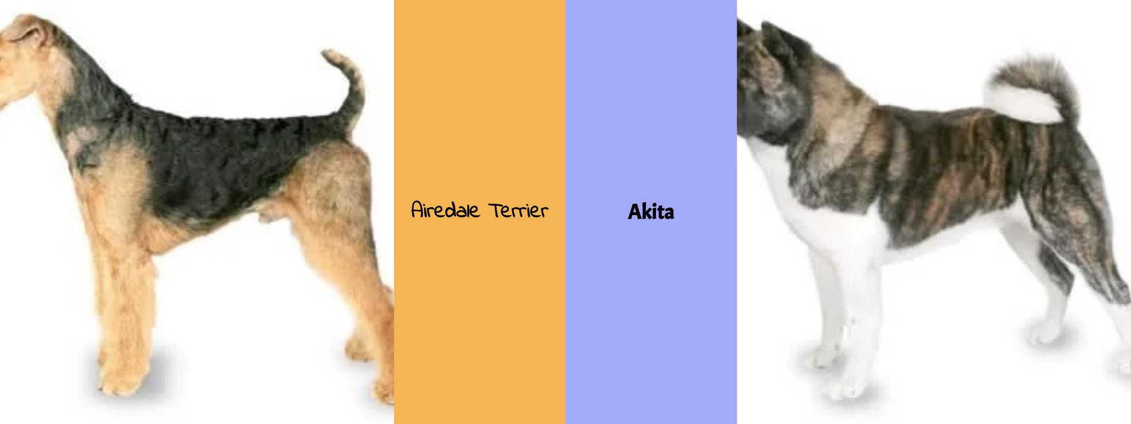 Airedale Terrier vs. Akita - Der ultimative Vergleich