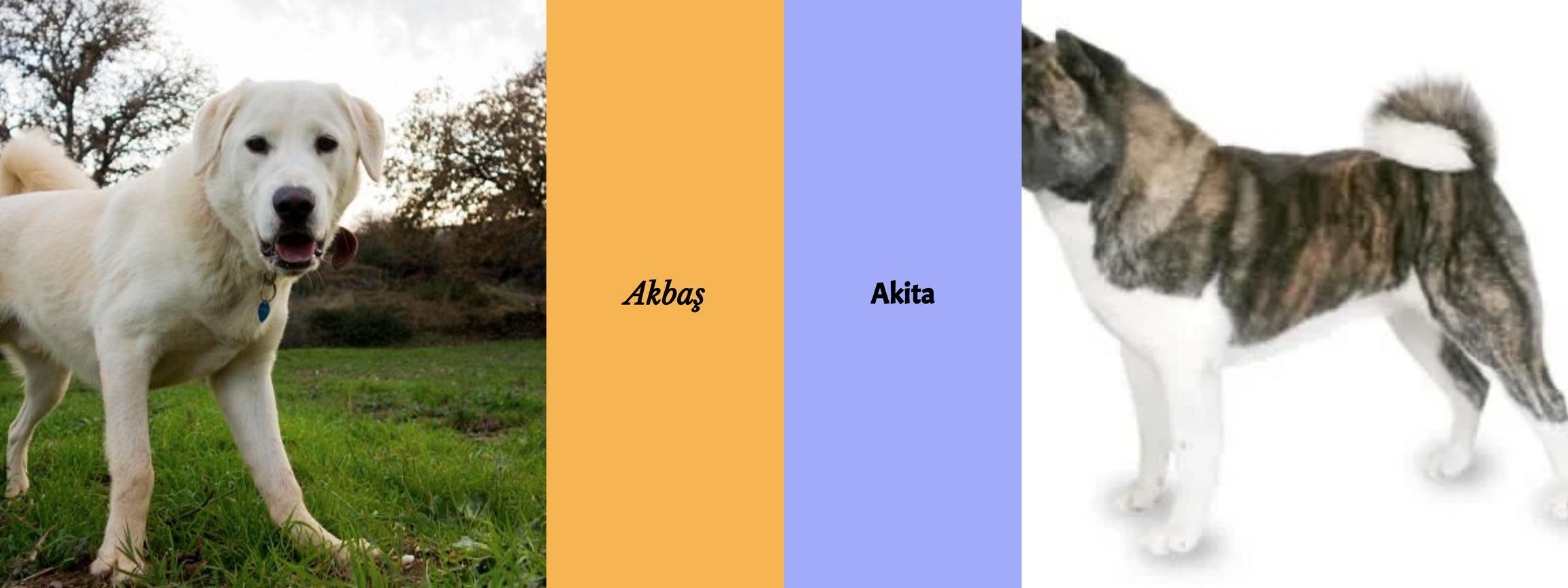 Akbaş vs. Akita - Der ultimative Vergleich