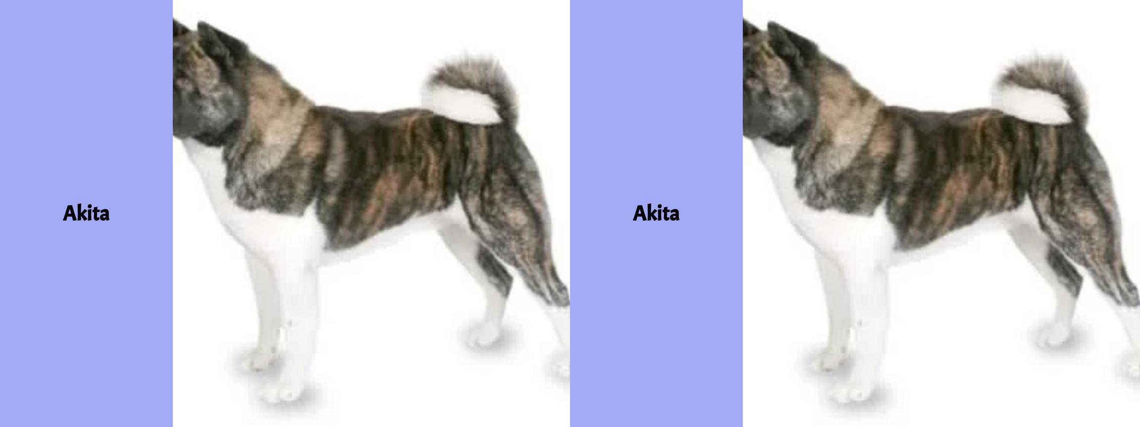 Akita vs. Akita - Der ultimative Vergleich