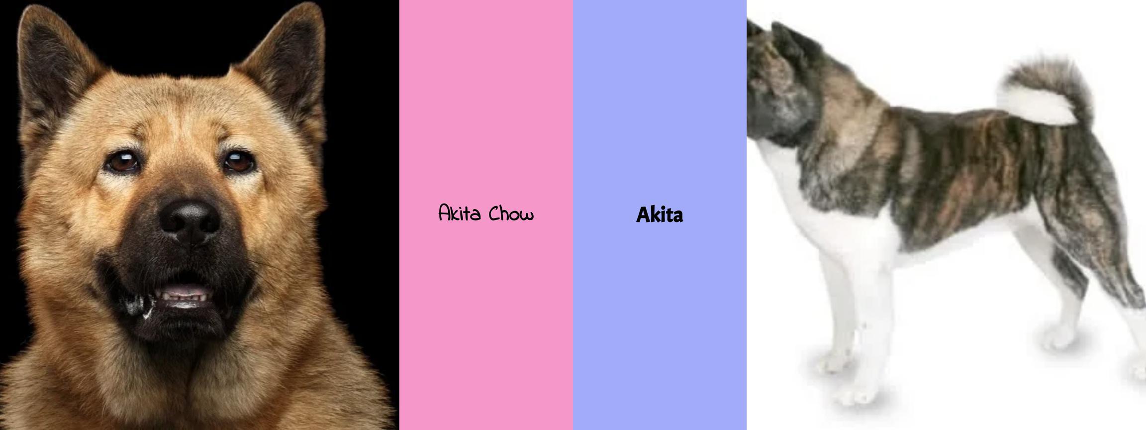 Akita Chow vs. Akita - Der ultimative Vergleich