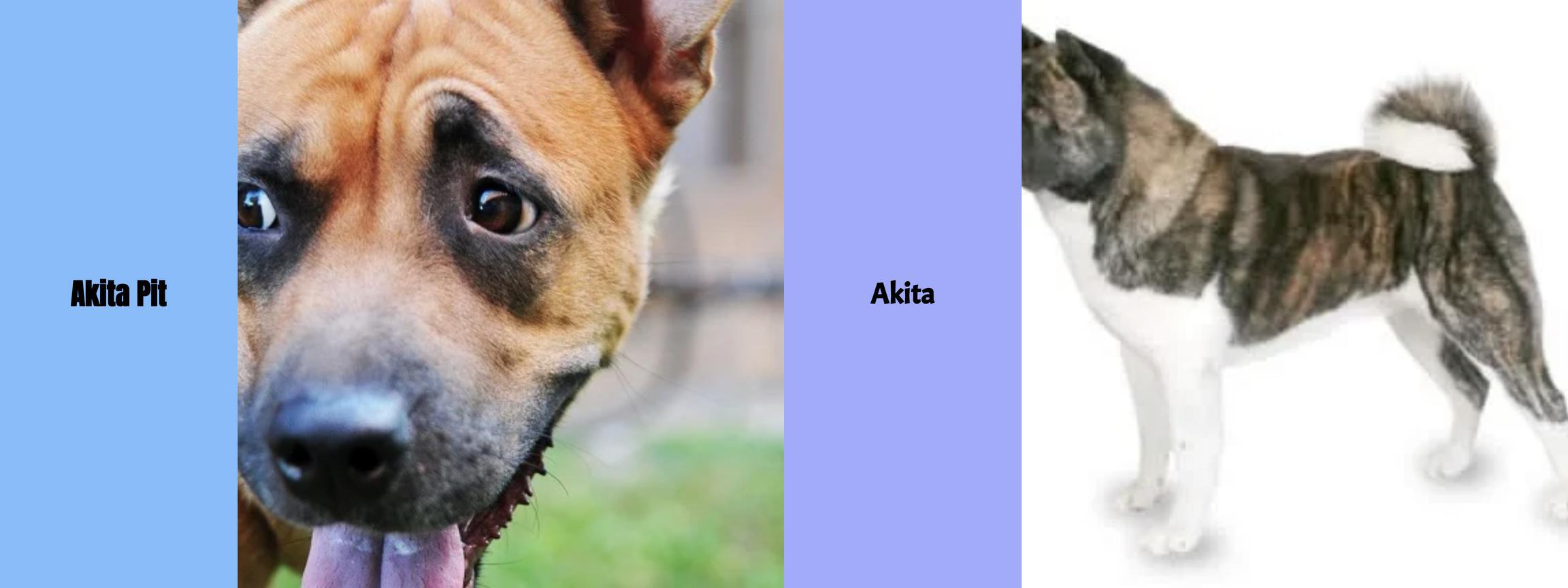 Akita Pit vs. Akita - Der ultimative Vergleich