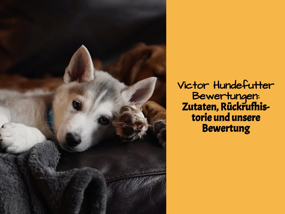 Victor Hundefutter Bewertungen: Zutaten, Rückrufhistorie und unsere Bewertung