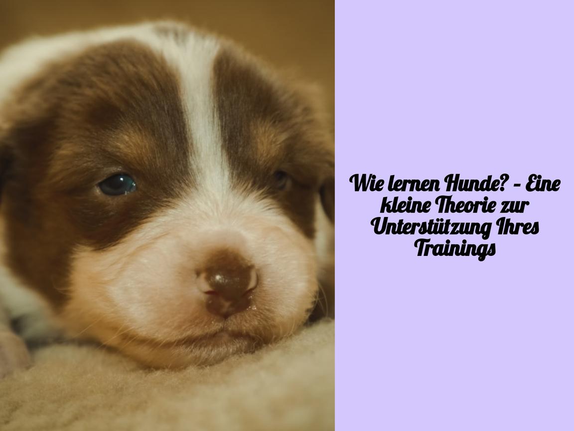 Wie lernen Hunde? – Eine kleine Theorie zur Unterstützung Ihres Trainings
