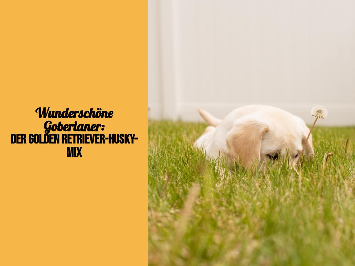 Wunderschöne Goberianer: Der Golden Retriever-Husky-Mix